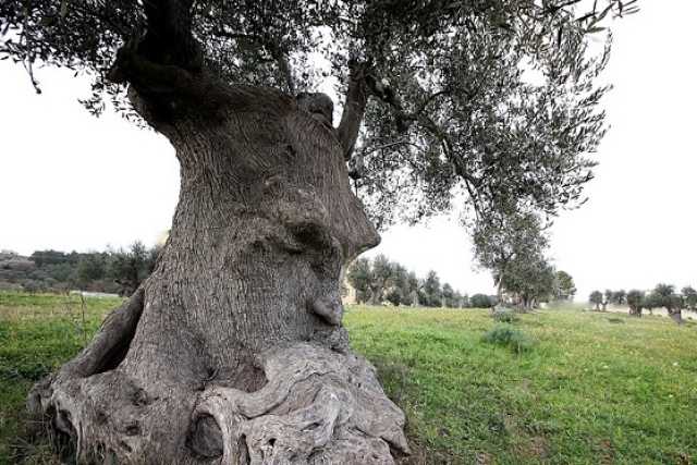 "Ulivo pensante": ecco la fotogallery del tesoro nascosto nelle campagne di Ginosa